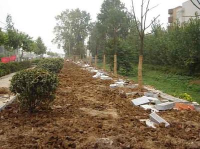 天津綠化養(yǎng)護(hù)施工單位與城市綠化管理 綠色城市的守護(hù)者